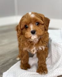 Cavoodle puppies for sale