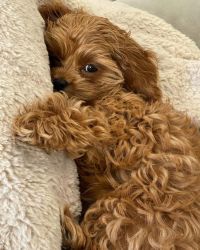 vet check Cavoodle puppies for family!