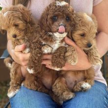 Cavapoo male and female puppies