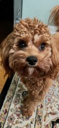 Trained Microchipped Cavapoo
