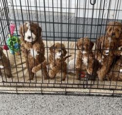 Cavapoo puppy’s available