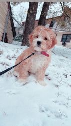 adorable 3 month old Cavapoo