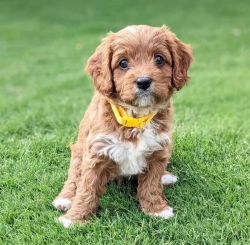 CAVOODLE PUPPIES READY