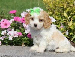 Lovely Cavapoo Puppies For Sale