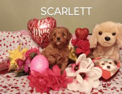 SOLD SOLD/Cavapoo female Scarlett