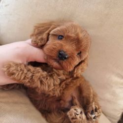 Cavapoo Puppies Ready For New Family