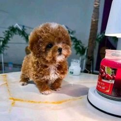 Cavapoo male and female puppies