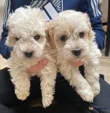 Charming Cavapoo Puppies