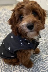 Gorgeous Cavapoo, playful loving and healthy-6 mo