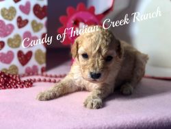 Candy our F1b Registered Cavapoo Princess