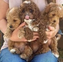 Cavapoo Puppies For Adoption