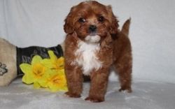 Affordable Cavapoo Puppies