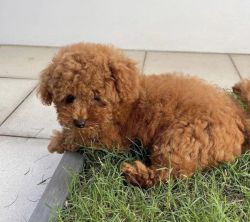 Mini Cavapoo Puppies Available