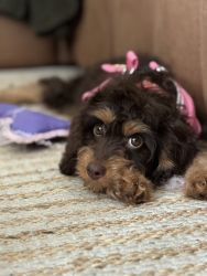 3 month old Cavapoo looking for a loving home