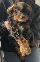 A Male Cavapoo Just For You!