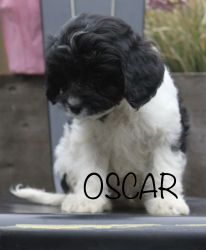 Cavapoo puppy *Oscar*