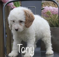 Cavapoo Puppy *Tony*