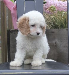 RESERVED Cavapoo Puppy *Angel*