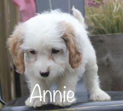 Cavapoo Puppy *Annie*