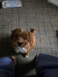 Cavapoo Puppy for Sale