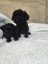 Good looking cavapoo puppies for sale