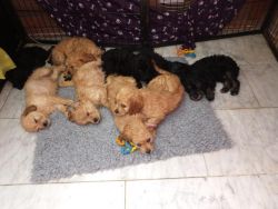 Toy Cavapoo Puppies Pra/dna Clear
