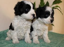 stunning both male and female Covapoo Puppies