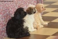 Playful Cavapoos puppies