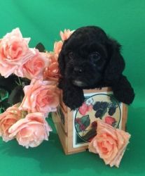 Beautiful Cavapoo Female Puppy with Exceptional Personality!