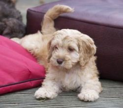 We have male and female Cavapoo puppy for adoption