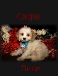 Cavapoo Puppies For Sale