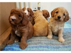 Curly Ruby Red Cavapoo Ready Now