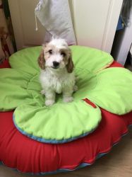 Only 1apricot And White Cavapoo Puppies For Sale