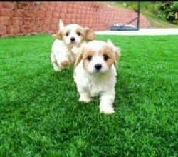 Stunning Cavapoo Fully Vaccinated up for sale