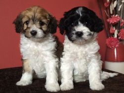 Beautiful F1b Cavapoo Puppies ready for sale