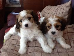 Cute and cuddly Cavapoo pups.