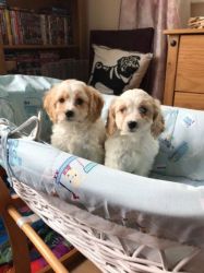 1 Apricot /white Cavapoo Puppies For Sale
