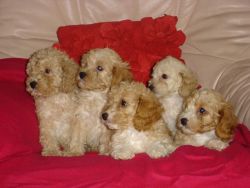 Cavapoo puppies available