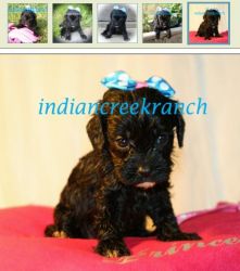Velvet our Black Cavapoo Princess shipping included