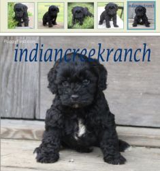 Acer our Black Cavapoo Prince shipping included