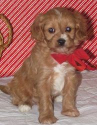 Cavapoo Puppies For Lovely homes