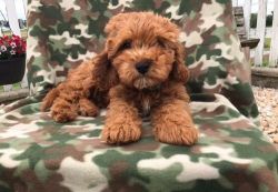 Male and female Cavapoo puppies
