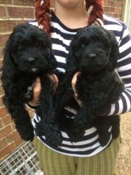 Cavapoo Pups, Dna Tested And Cleared, 8 Weeks Old
