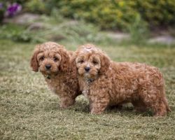 Available Cavapoo Puppies