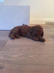 Ruby Red Health Tested Toy Cavapoo Babies