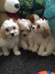 Charming cavapoo puppies