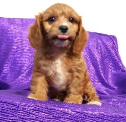 Gorgeous Male and female Cavapoo puppies