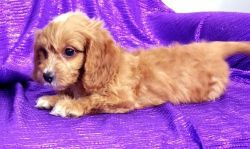 Beautiful male and female Cavapoo puppies