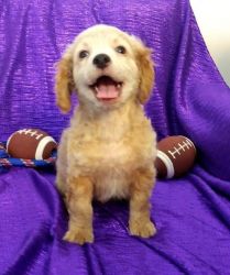 Excellent Cavapoo Puppies For Sale