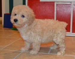 Beautiful Boys and girls Cavapoo puppies for sale.
